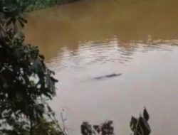 Heboh!! Buaya Menampakkan Diri di Sungai Kampar, Warga Desa Koto Perambahan Waspada