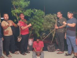 Tanam Pohon Ganja di Dalam Pot, Warga Siak Hulu Ditangkap