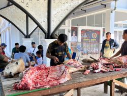 Berkah Idul Adha, PWI Kampar Sembelih Hewan Qurban
