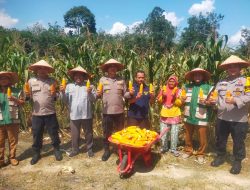 Lahan Bumdes Menghasilkan, Kapolsek Kampar Kiri Hilir Apresiasi Kelompok Tani yang Sukses Panen Jagung!