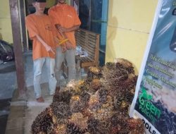 Maling Sawit Dua Warga Desa Alam Panjang Ditangkap Warga, Lalu di Serahkan ke Polsek Kampar