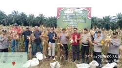 Dukung Ketahanan Pangan Nasional, PT Tasma Puja Gelar Panen Jagung Kuartal I 2026