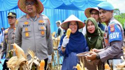 Panen Raya Jagung Pipil Kuartal 1 Tahun 2026, Ini Harapan Kadis Pertanian, Tanaman Pangan dan Hortikultura Kampar