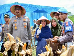 Panen Raya Jagung Pipil Kuartal 1 Tahun 2026, Ini Harapan Kadis Pertanian, Tanaman Pangan dan Hortikultura Kampar