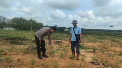 Polsek Tambang Cek Kebun Jagung Pipil di PT Tasmapuja, Target Bulan Agustus Panen