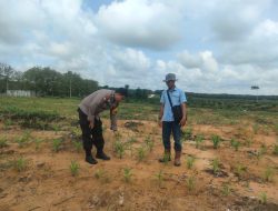 Polsek Tambang Cek Kebun Jagung Pipil di PT Tasmapuja, Target Bulan Agustus Panen