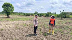 Polsek Tambang Dukung Swasembada Pangan, Tinjau Kebun Jagung Warga di Sungai Pinang