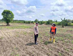 Polsek Tambang Dukung Swasembada Pangan, Tinjau Kebun Jagung Warga di Sungai Pinang