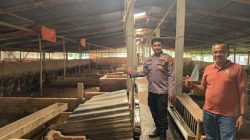 Tingkatkan Ekonomi Masyarakat Melalui Program Bebek Bertelur, Polsek Tambang Cek Peternak di Desa Koto Perambahan 