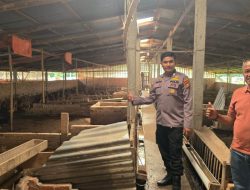 Tingkatkan Ekonomi Masyarakat Melalui Program Bebek Bertelur, Polsek Tambang Cek Peternak di Desa Koto Perambahan 