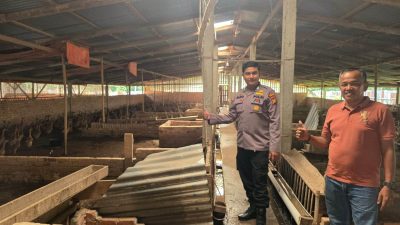 Tingkatkan Ekonomi Masyarakat Melalui Program Bebek Bertelur, Polsek Tambang Cek Peternak di Desa Koto Perambahan 