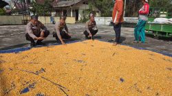 Kapolsek Tapung Cek Pengeringan Jagung Hasil Panen Kelompok Tani Berkah Maju Milik Bumdes Sei Lembu Makmur