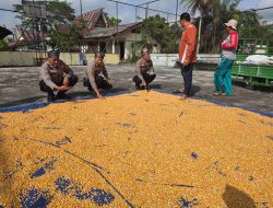 Kapolsek Tapung Cek Pengeringan Jagung Hasil Panen Kelompok Tani Berkah Maju Milik Bumdes Sei Lembu Makmur