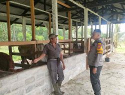Sambangi Peternak Sapi, Bhabinkamtibmas Desa Kampar Ingatkan Jaga Kebersihan Kandang 