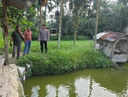 Dukung Ketahanan Pangan, Bhabinkamtibmas Sambangi Sektor Perikanan Ikan Patin