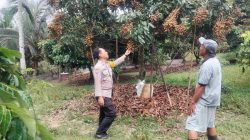 Bhabinkamtibmas Desa Birandang Sambangi Petani Buah Kelengkeng, Berharap Mampu Berkontribusi Ketahanan Pangan