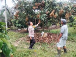 Bhabinkamtibmas Desa Birandang Sambangi Petani Buah Kelengkeng, Berharap Mampu Berkontribusi Ketahanan Pangan