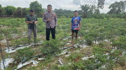 Polsek Tambang Lakukan Pengecekan Tanaman Cabe Dukung Ketahanan Pangan di Desa Koto Perambahan 