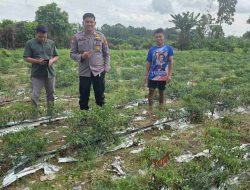 Polsek Tambang Lakukan Pengecekan Tanaman Cabe Dukung Ketahanan Pangan di Desa Koto Perambahan 