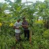 Langkah Nyata Ketahanan Pangan, Bhabinkamtibmas Polsek Tambang Dukung Petani Pepaya Madu