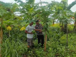 Langkah Nyata Ketahanan Pangan, Bhabinkamtibmas Polsek Tambang Dukung Petani Pepaya Madu