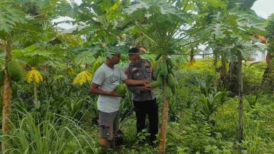Langkah Nyata Ketahanan Pangan, Bhabinkamtibmas Polsek Tambang Dukung Petani Pepaya Madu