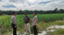 Dukung Program Ketahanan Pangan, Bhabinkamtibmas Polsek Tapung Sambangi Petani Jagung Pipil