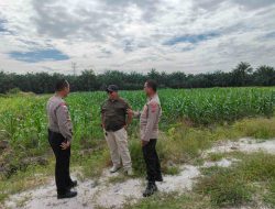 Dukung Program Ketahanan Pangan, Bhabinkamtibmas Polsek Tapung Sambangi Petani Jagung Pipil