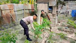 Bhabinkamtibmas Desa Kualu Sambangi Petani Cabe, Memastikan Perkembangan Hingga Panen