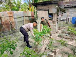 Bhabinkamtibmas Desa Kualu Sambangi Petani Cabe, Memastikan Perkembangan Hingga Panen