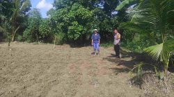 Tinjau Perkembangan Tanaman Jagung Manis, Bhabinkamtibmas Sungai Tarap Ajak Dukung Program Asta Cita