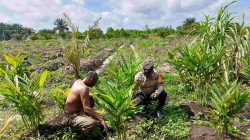 Bhabinkamtibmas Rimbo Panjang Cek Tanaman Lengkuas Salah Satu Pendukung Ketahan Pangan Nasional 