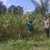 Cek Lahan Tanaman Timun dan Gambas Bhabinkamtibmas Desa Sungai Tarap Mari Manfaatkan Lahan Pekarangan 