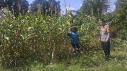Cek Lahan Tanaman Timun dan Gambas Bhabinkamtibmas Desa Sungai Tarap Mari Manfaatkan Lahan Pekarangan 