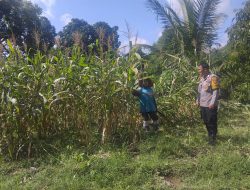 Cek Lahan Tanaman Timun dan Gambas Bhabinkamtibmas Desa Sungai Tarap Mari Manfaatkan Lahan Pekarangan 