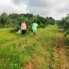 Bhabinkamtibmas Polsek Tambang Sambangi Lahan Jagung Warga, Dukung Ketahanan Pangan Nasional
