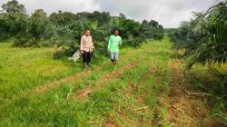 Bhabinkamtibmas Polsek Tambang Sambangi Lahan Jagung Warga, Dukung Ketahanan Pangan Nasional