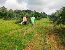 Bhabinkamtibmas Polsek Tambang Sambangi Lahan Jagung Warga, Dukung Ketahanan Pangan Nasional