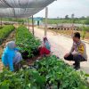 Polisi Cinta Petani, Polsek Tambang Cek Sayur Organik Upaya Mendukung Ketahanan Pangan Nasional