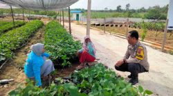 Polisi Cinta Petani, Polsek Tambang Cek Sayur Organik Upaya Mendukung Ketahanan Pangan Nasional