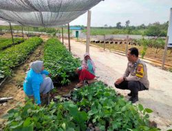 Polisi Cinta Petani, Polsek Tambang Cek Sayur Organik Upaya Mendukung Ketahanan Pangan Nasional