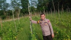 Bhabinkamtibmas Pantau Perkembangan Tanaman Sayur di Desa Kemang Indah