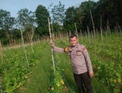 Bhabinkamtibmas Pantau Perkembangan Tanaman Sayur di Desa Kemang Indah