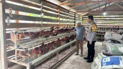 Sambangi Peternakan Ayam Petelur, Tingkatkan Ketahanan Pangan, Ini Harapan Bhabinkamtibmas Desa Pulau Rambai