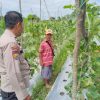 Bhabinkamtibmas Polsek Tambang Sambangi Petani Timun di Desa Kualu