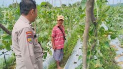 Bhabinkamtibmas Polsek Tambang Sambangi Petani Timun di Desa Kualu