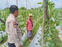 Bhabinkamtibmas Polsek Tambang Sambangi Petani Timun di Desa Kualu