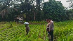Wujud Kepedulian Ketahan Pangan Kanit Binmas Polsek Tambang Sambangi Petani 
