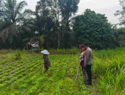 Wujud Kepedulian Ketahan Pangan Kanit Binmas Polsek Tambang Sambangi Petani 