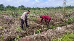 Bhabinkamtibmas Dampingi Petani Lengkuas di Desa Panjang Untuk Program Asta Cita 